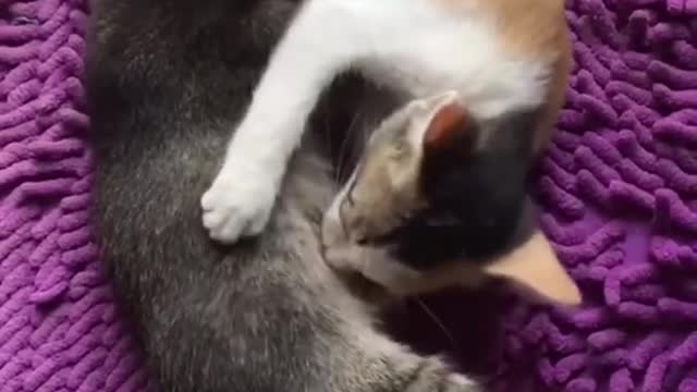 Cat Funny videos Best Funny animals videos P1