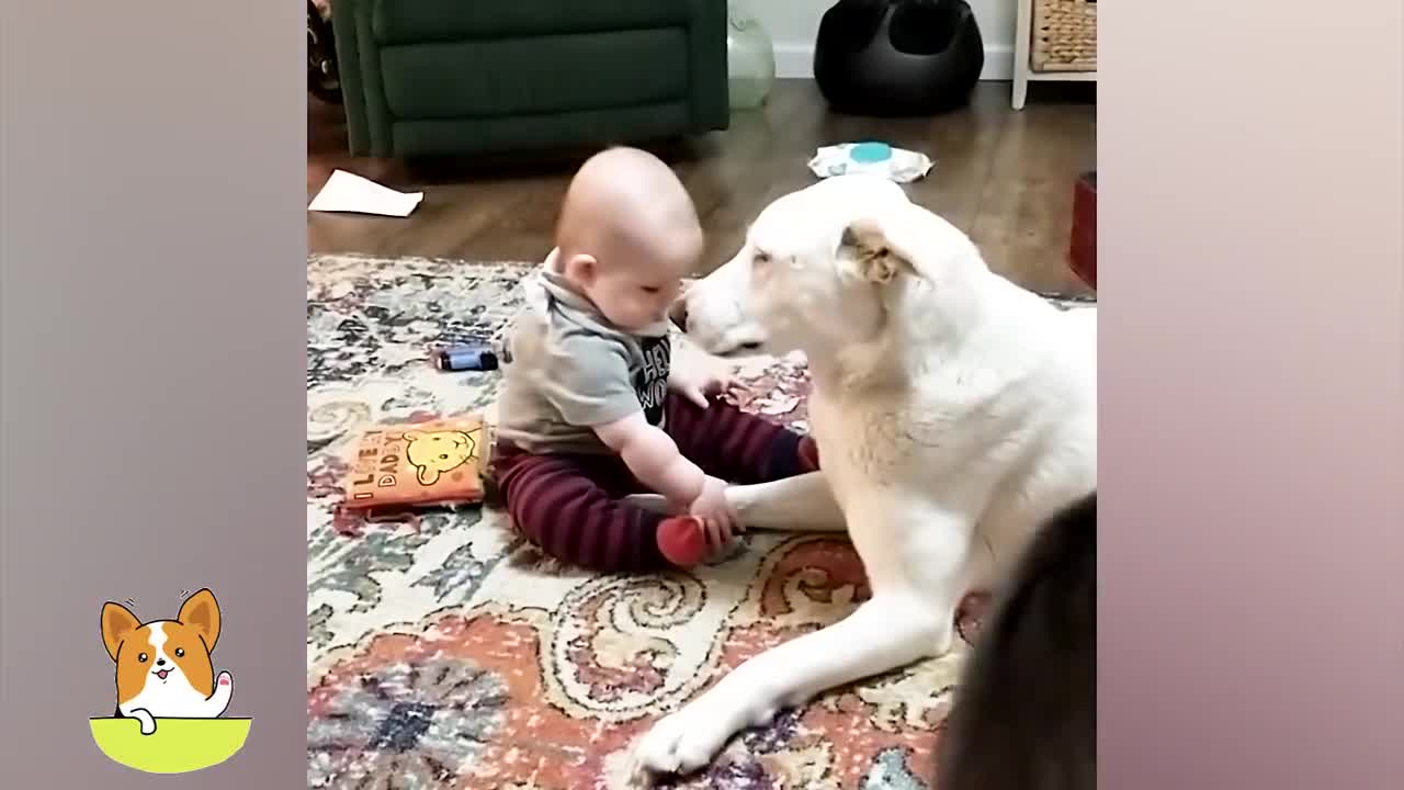 Best video of Cute Babies and Pets - Funny Baby and Pet