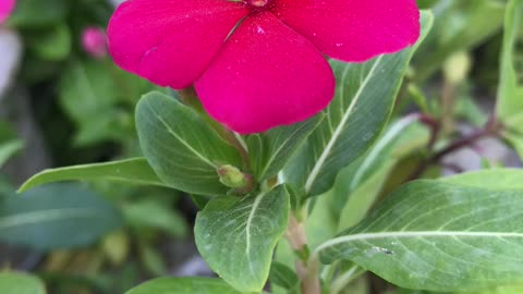 Red flowers