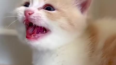 Laughing cat video