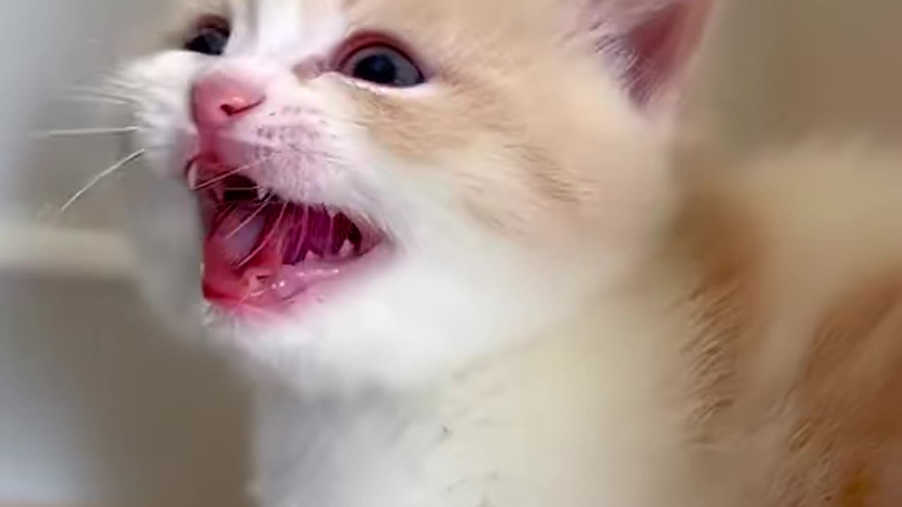 Laughing cat video