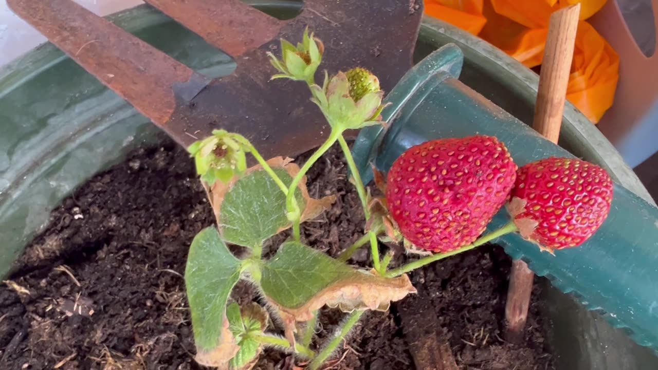 Strawberries in a container