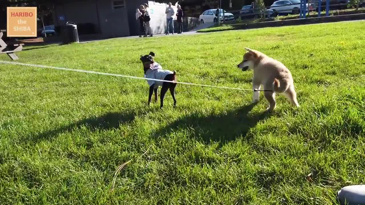 Shiba Inu from Puppy to Adult (8 weeks to 1 year)