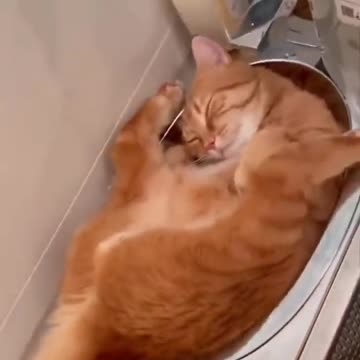 Cats sleep in weird places