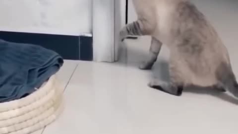 Cat play with cat steaker