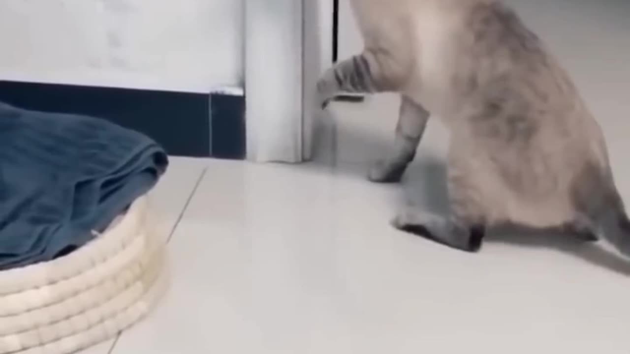 Cat play with cat steaker