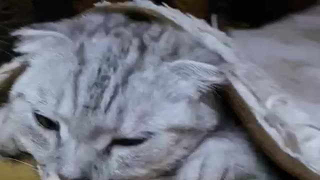 The cat froze and crawled under the covers.