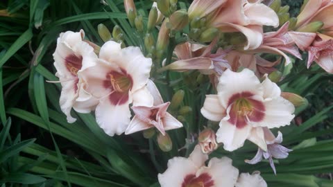 Daylilies bloom