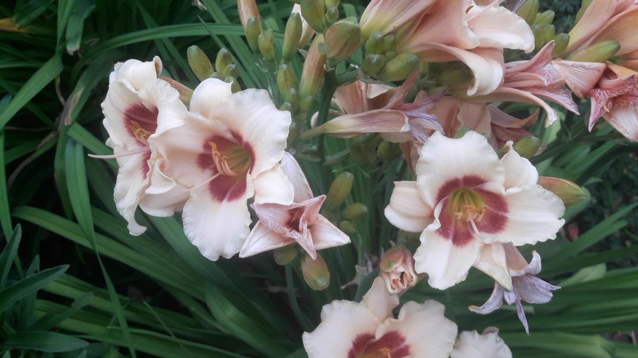 Daylilies bloom