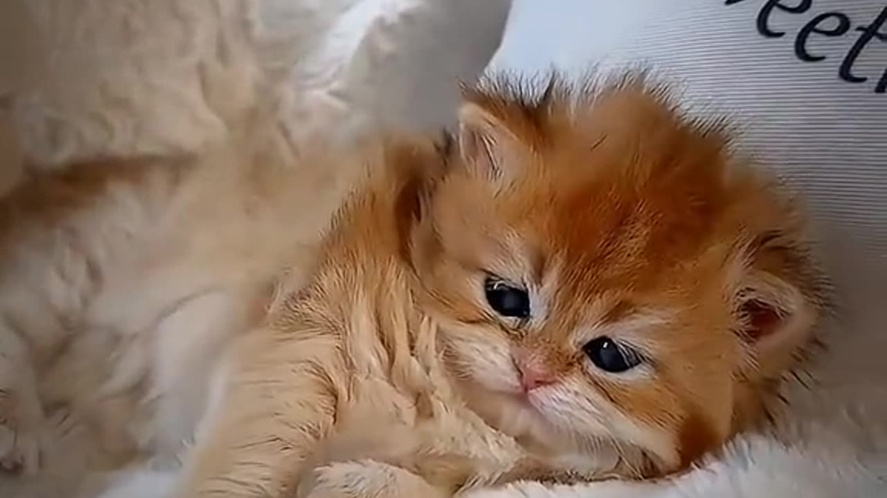 Innocent cat