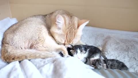 3 baby kittens, first morning