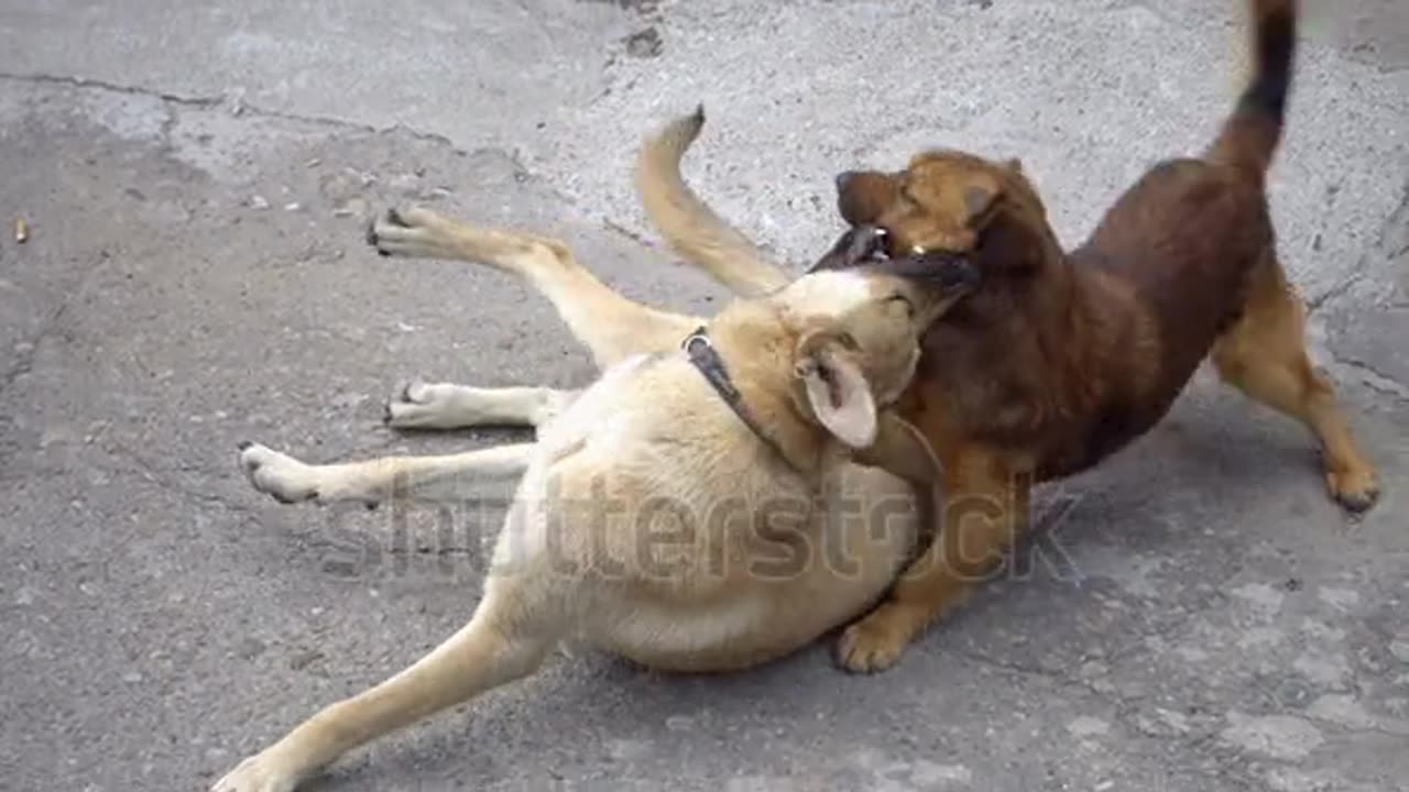 Dog fight. German shepherd vs American bull dog.