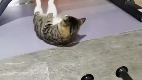 Funny cats,fitnes cat,part 23,funny videos,funny animals