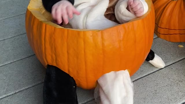 Baby Laughs in Pumpkin Chair