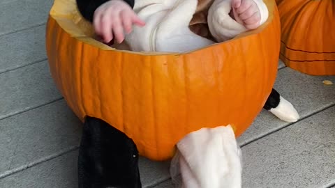 Baby Laughs in Pumpkin Chair