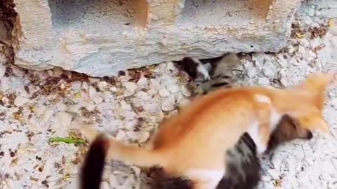 Cat Funny Videos