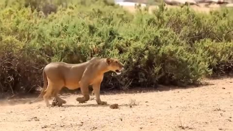 Mother's power... Giraffe 🦒 alone defeat a herd of lions..