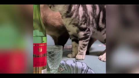 Funniest Animals Video - Best Cats and Dogs Videos