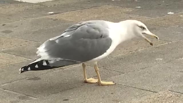Shouting seagulls