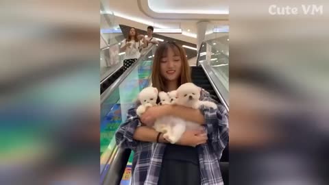 Funny|animals|videos
