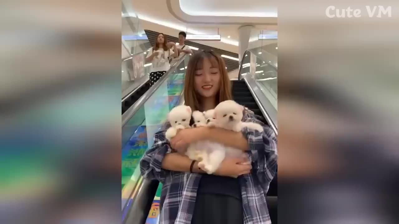 Funny|animals|videos