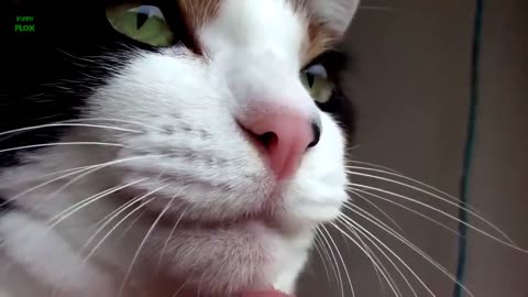 Lock What the cats do !