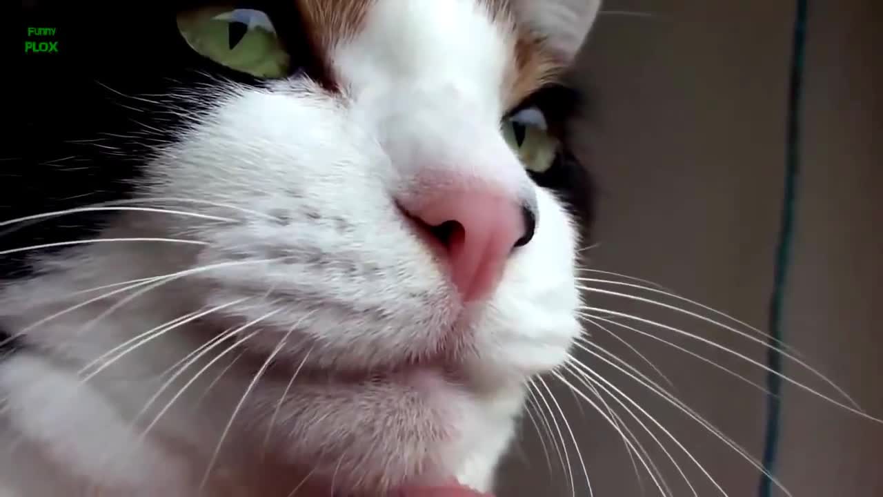 Lock What the cats do !
