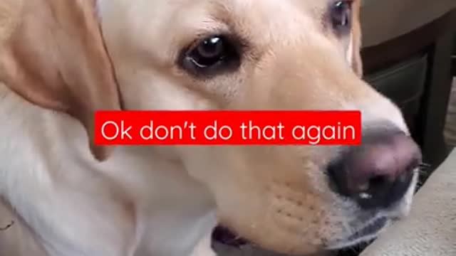 Dog Hates it When Disturbed During Sleeping_Funny Dog Video