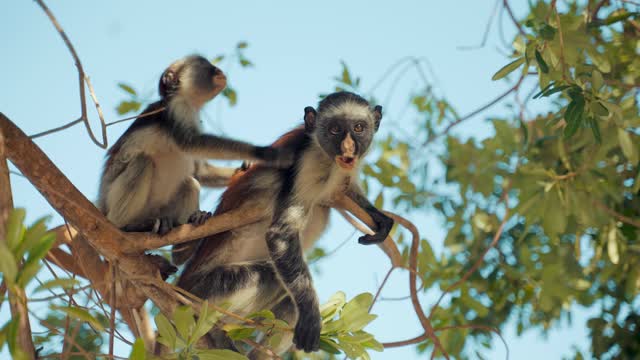 Monkeys Eating Leaves on Top of the Tree Branches