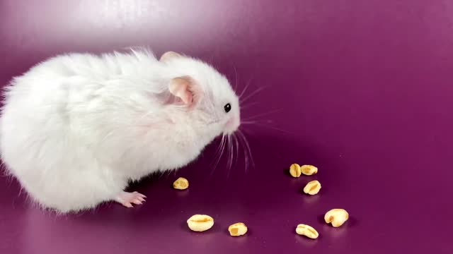 leepy hamster’s eating zucchini and grains❤️🐹 ASMR #7 #crunchcrunchhamster #hamster #asmr
