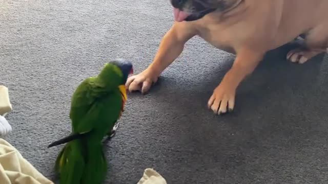 Dog and his parrot friend fighting