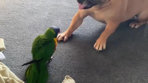 Dog and his parrot friend fighting