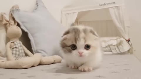 Cute kitten!