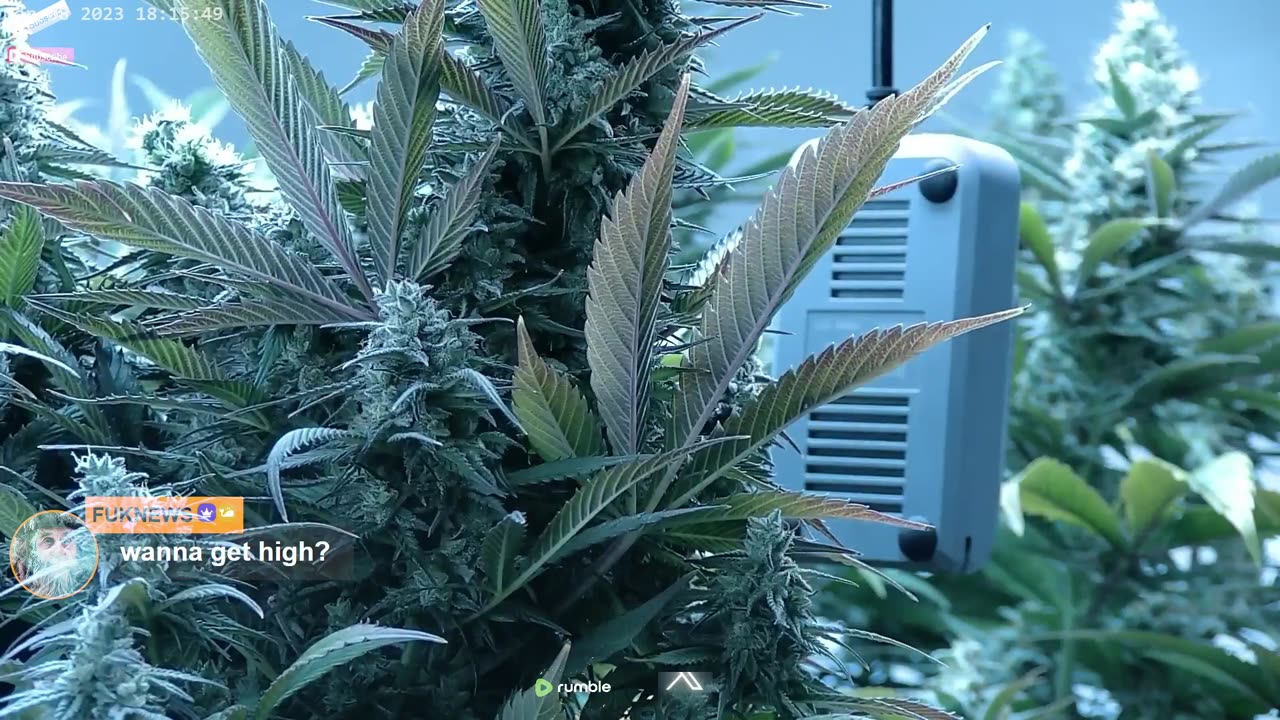 Want to come Smoke some Weed...