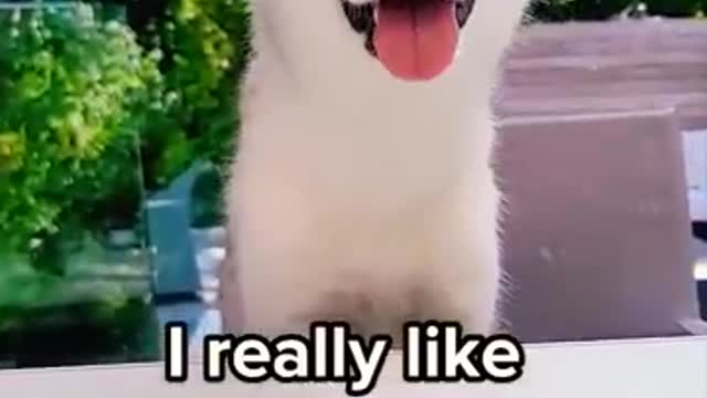 It's Corn! 🌽 But it's a husky that makes it even cuter.