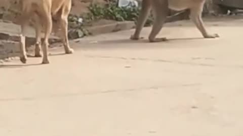 funny video with a dog and a monkey