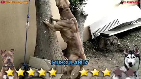 Pitbull VS Husky - Husky VS Pitbull - Blondi Foks