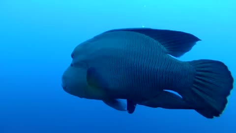 divers find a Napoleon fish