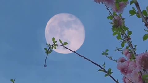 Nature World