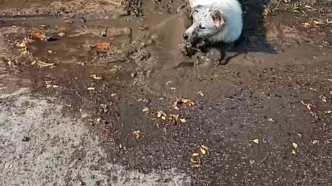 Dog Enjoys Playing in Mud Puddle