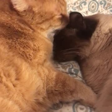 Hermanos gatos comparten un tierno momento