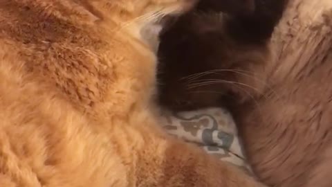 Hermanos gatos comparten un tierno momento