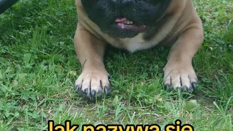 To szczeka!
