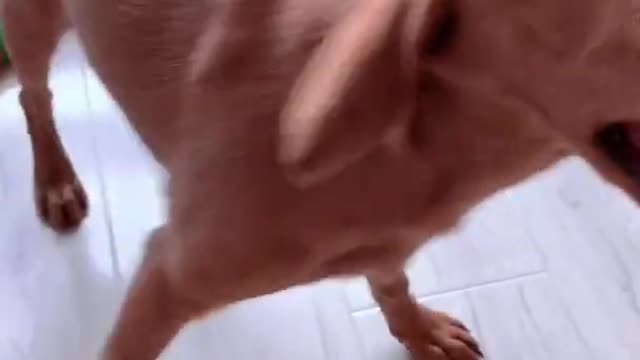 Cute Funny Dog Video | Funny Animal Video