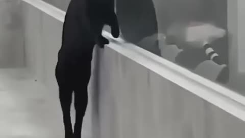 lets Watch some Funny Moments
