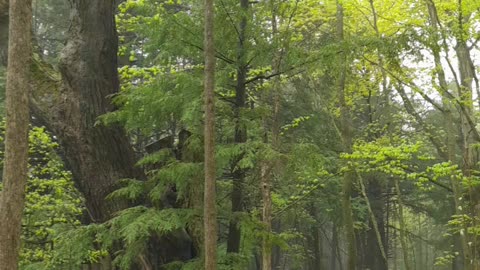 sounds of the forest