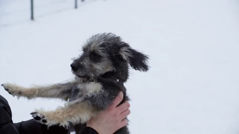 happy owner scratching dog ears while winter walk