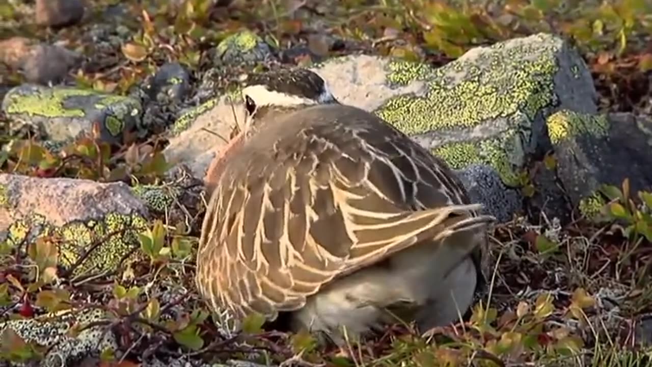 Bird loves own eggs emotional feelings