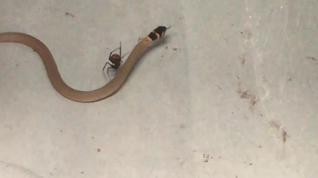 Redback Spider Catches a Snake