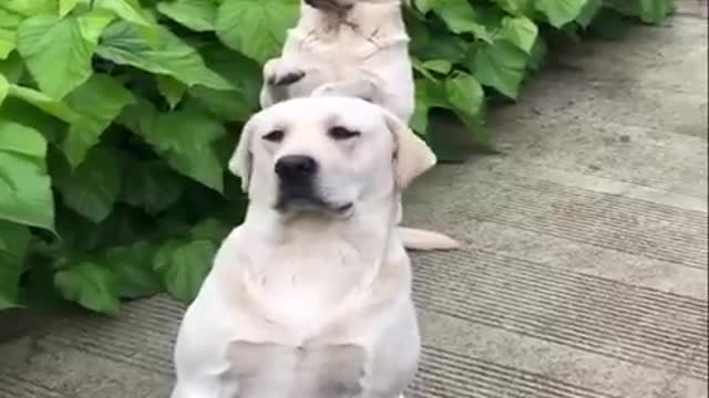 Funniest cutest puppy video 2020